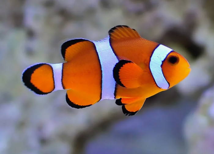 Знакомый профиль? В реальности он еще ярче, чем на экране.