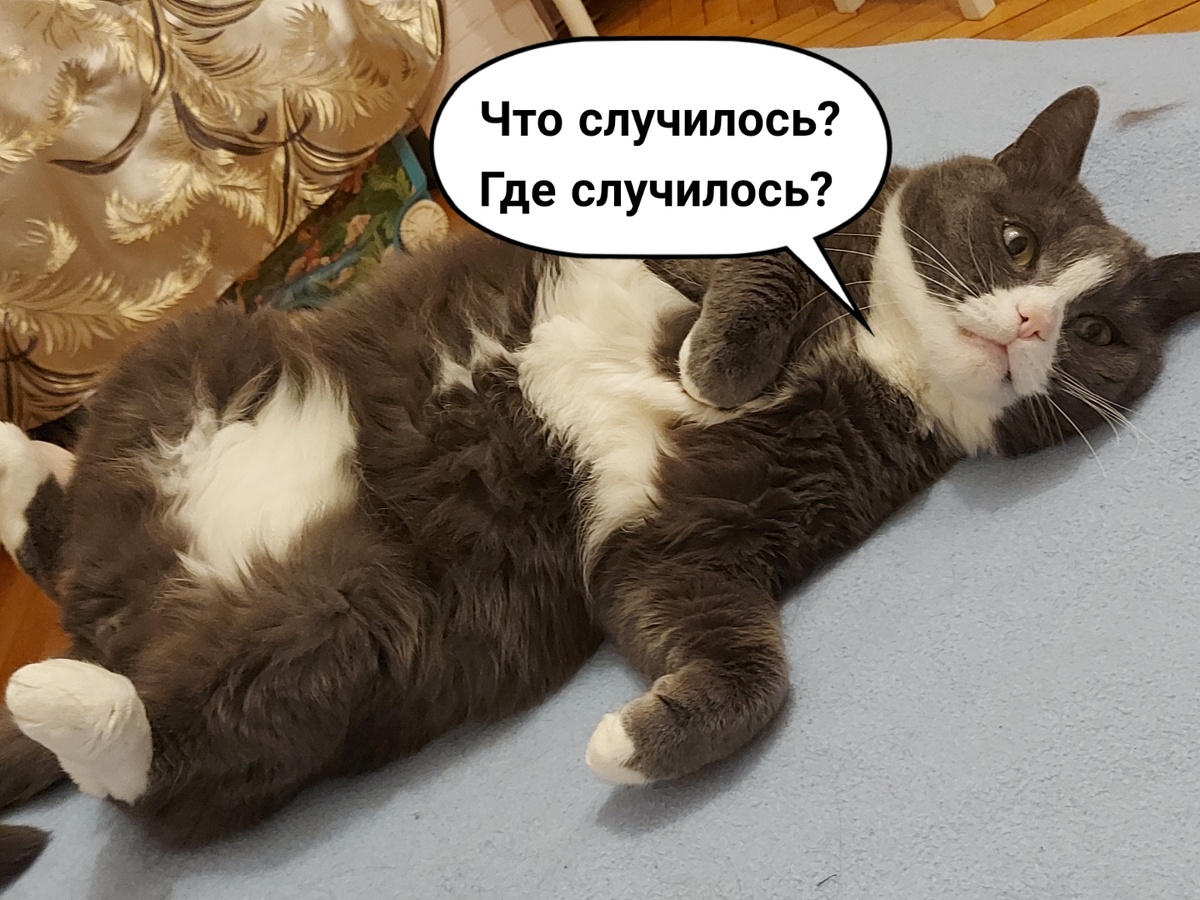 Мой кот только выглядит, как тревожник. На самом деле, он пофигист 😁