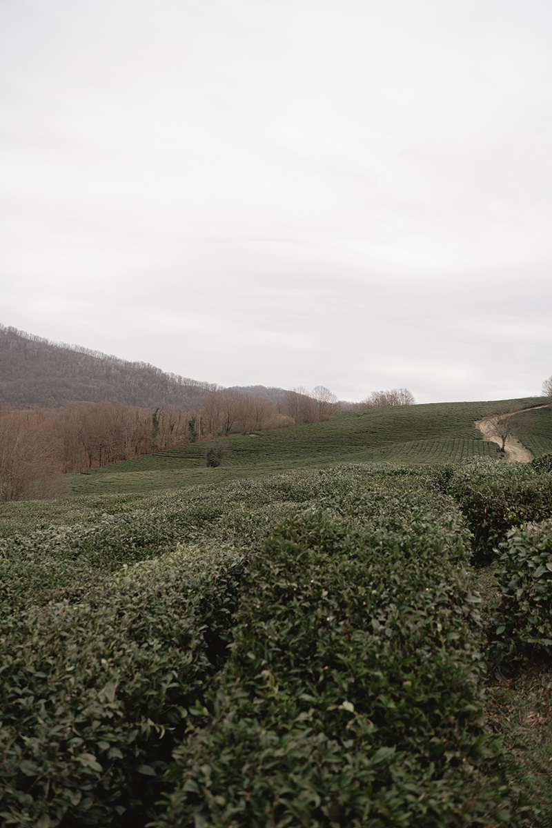 Сочи январь 2026 Фотограф Дарья Зуйкова 89033062553