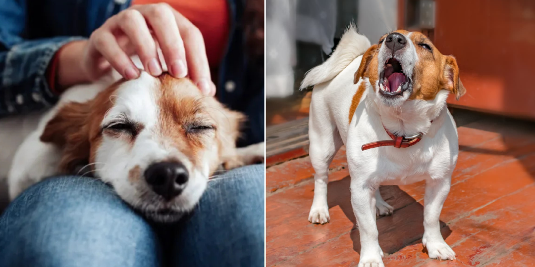 10 доказательств того, что собака вас защищает