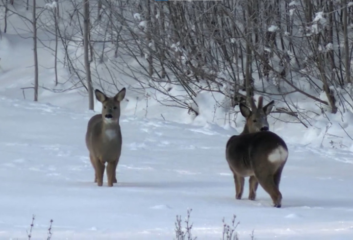 фото: Музей-заповедник «Парк Монрепо»