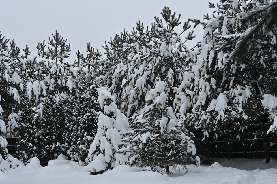    В Ульяновской области высадят полторы тысячи гектаров нового леса архив "КП"
