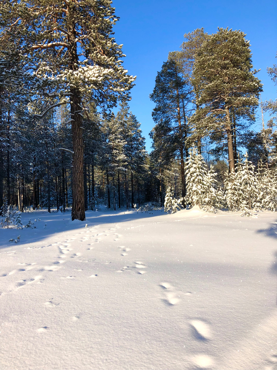 Февраль на Ямале. Тоже солнечный день.