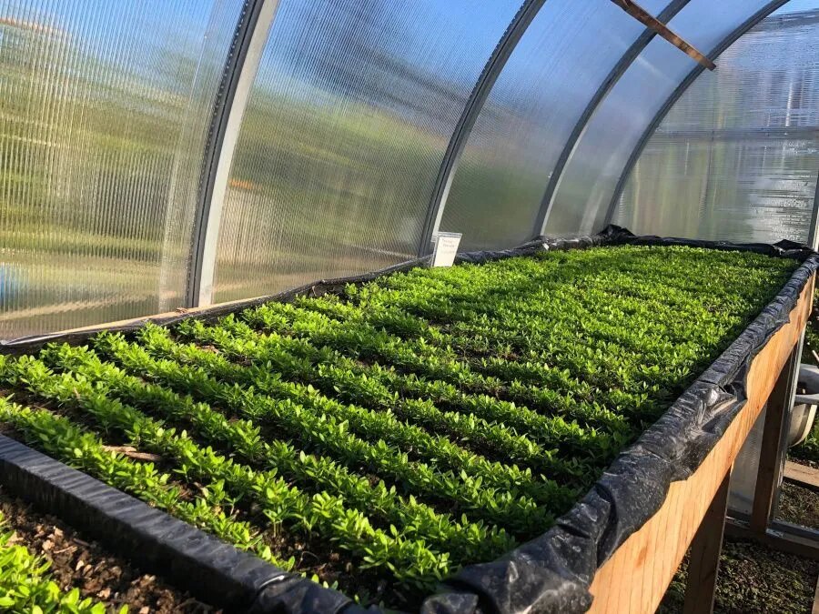 Теплица сеянцев фейхоа на территории КФХ «100 гектар» // Фото предоставлено Андреем Платоновым 