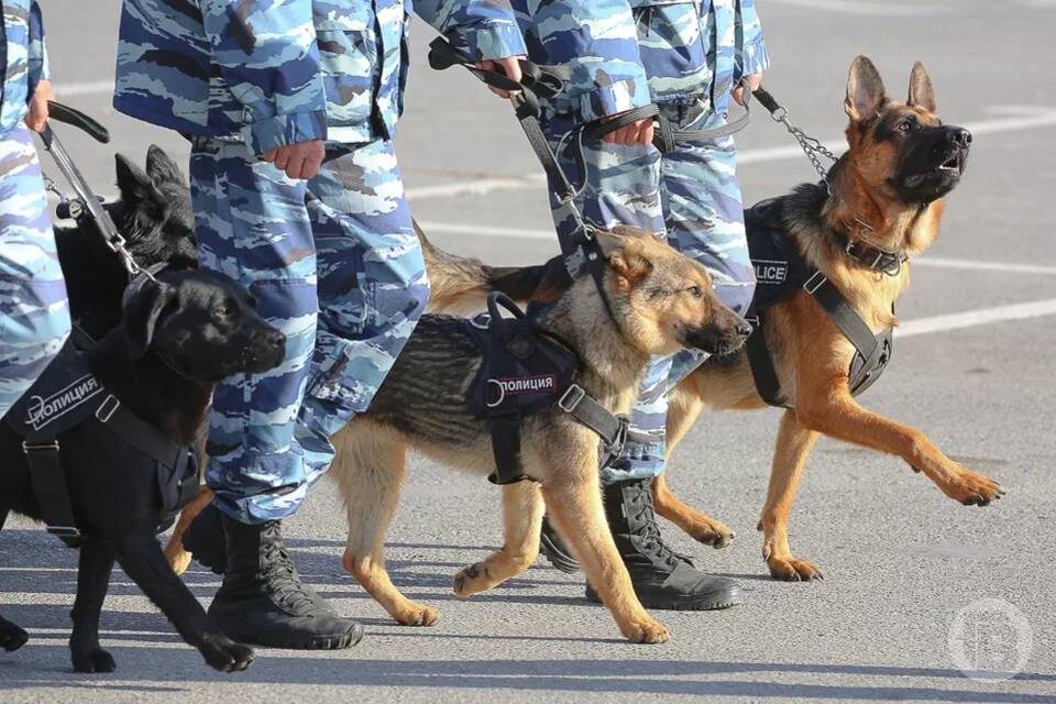    Фото: Дмитрий Рогулин / "Городские вести"