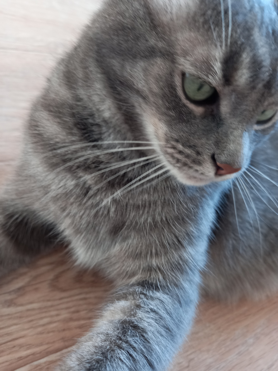 Кот дворовый общительный. Фото автора.