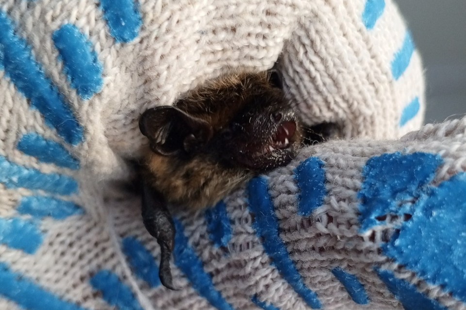    Крохотный северный кожанок мог погибнуть. Но сердце доброго сыктывкарца дрогнуло... Фото: «Помощь птицам | Коми».