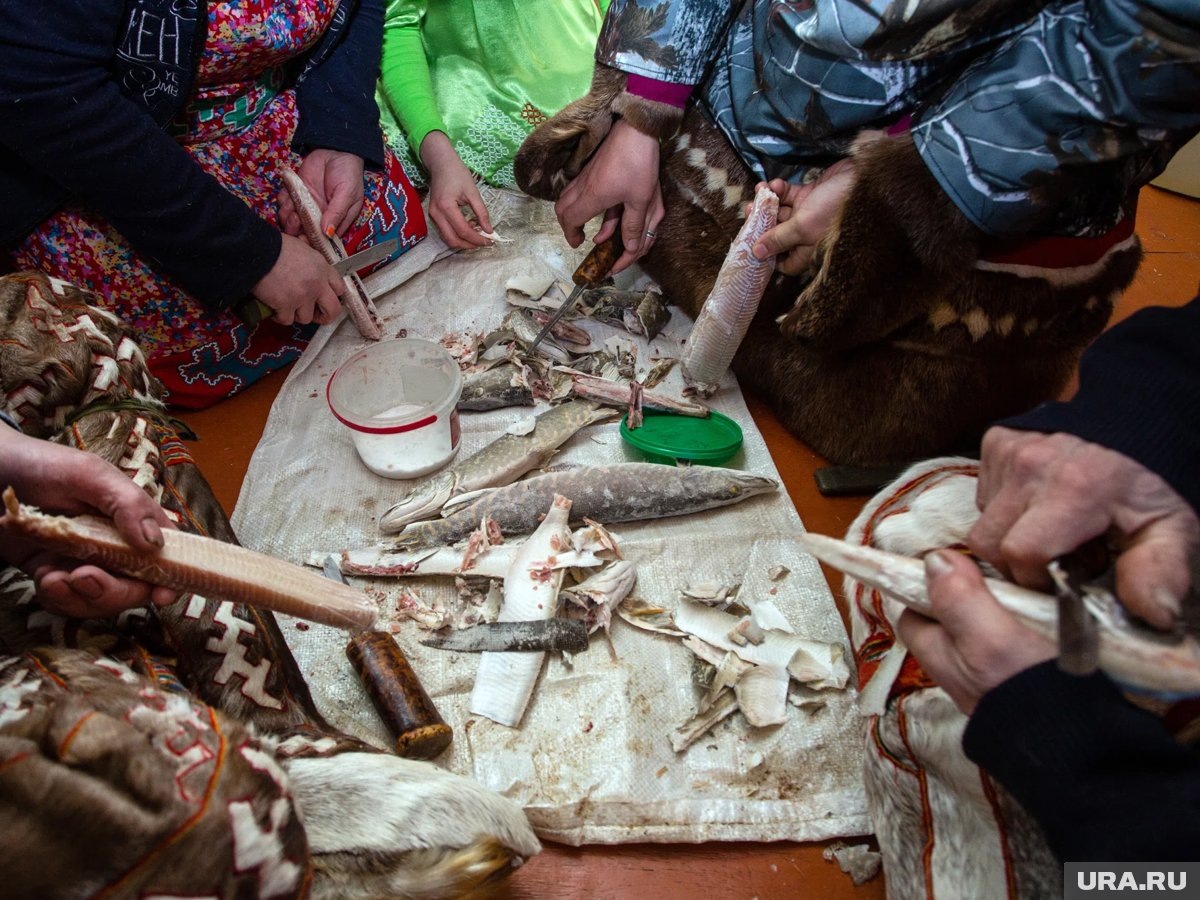     Рыба для строганины закупят на 400 кг