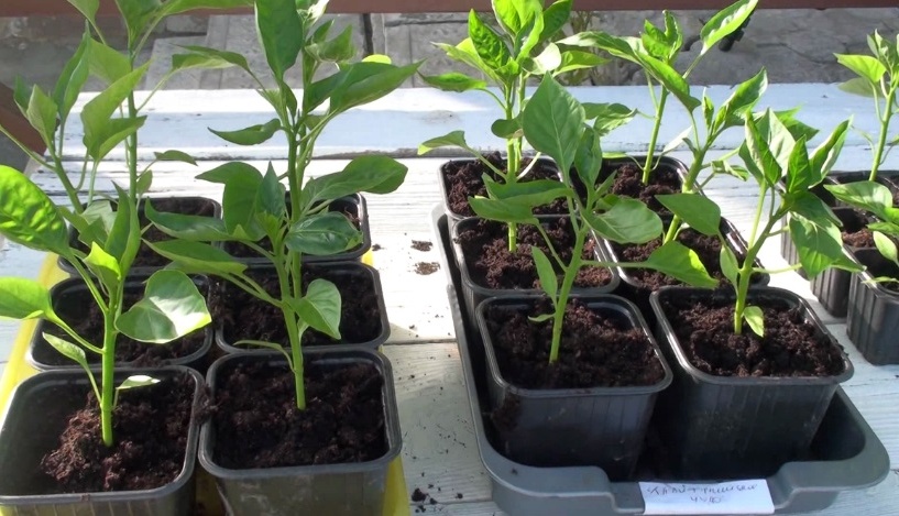 Лучшие ДНИ ПОСЕВА перца на рассаду в 2026 году. Рекомендации для всех регионов. Фото автора