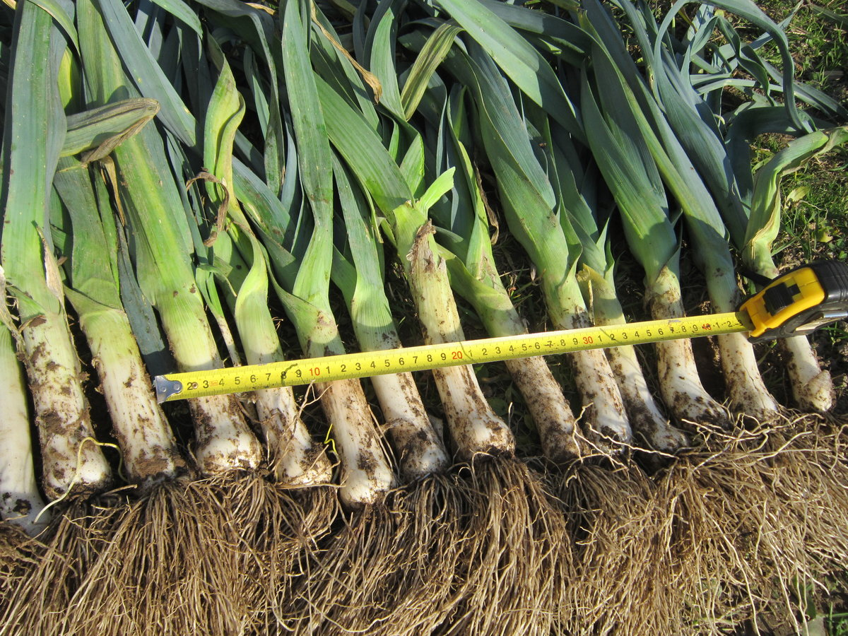 Яндекс. Картинки