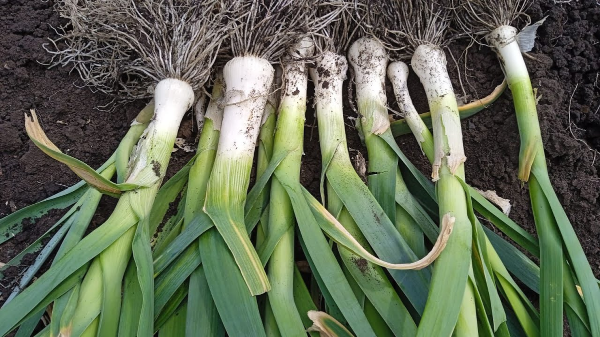 Яндекс. Картинки