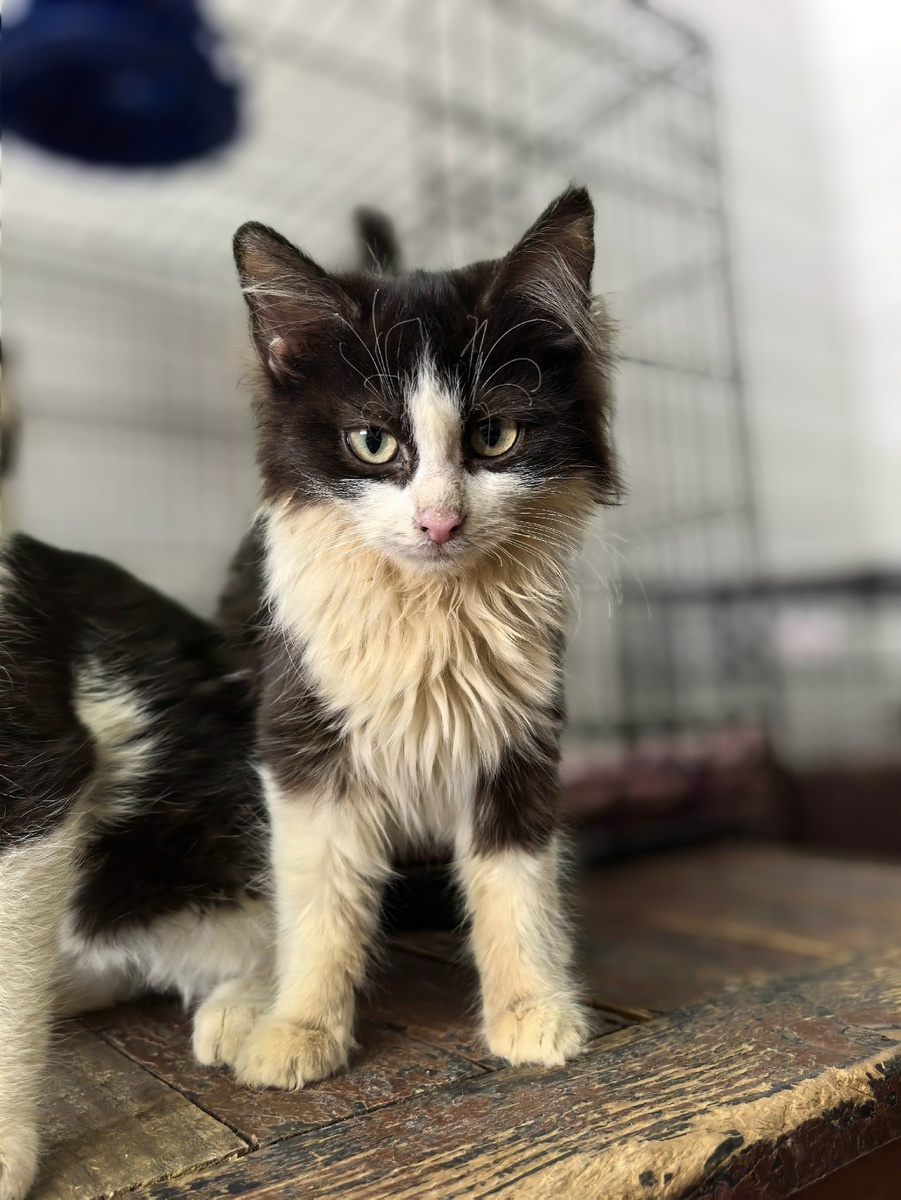 Малышка Лу-лу