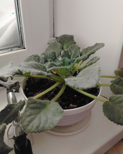 СЕНПОЛИИ(ФИАЛКИ)ПРОСНУЛИСЬ ОТ ЗИМЫ.