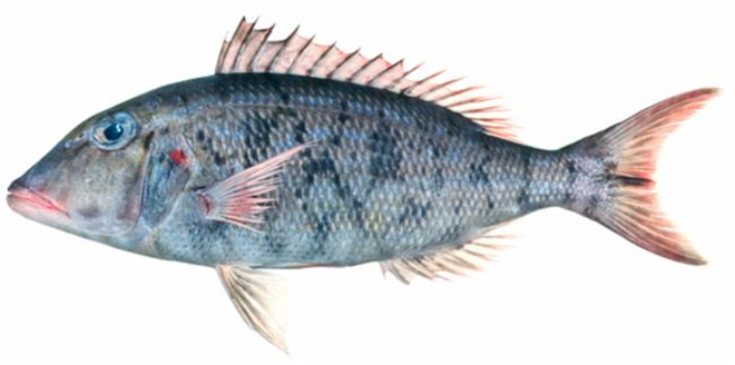 Lethrinus rubrioperculatus
