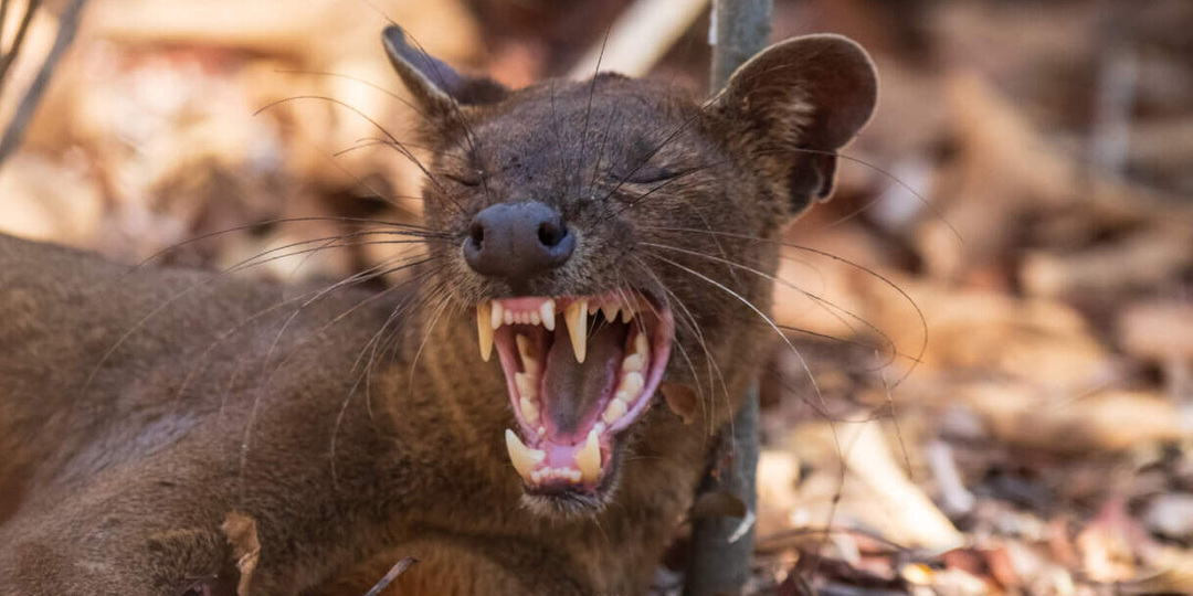Не кошка и не собака: кто такие фоссы и как они захватили Мадагаскар