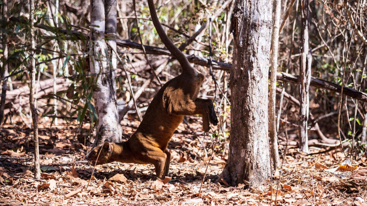    Sergii Koval/Shutterstock
