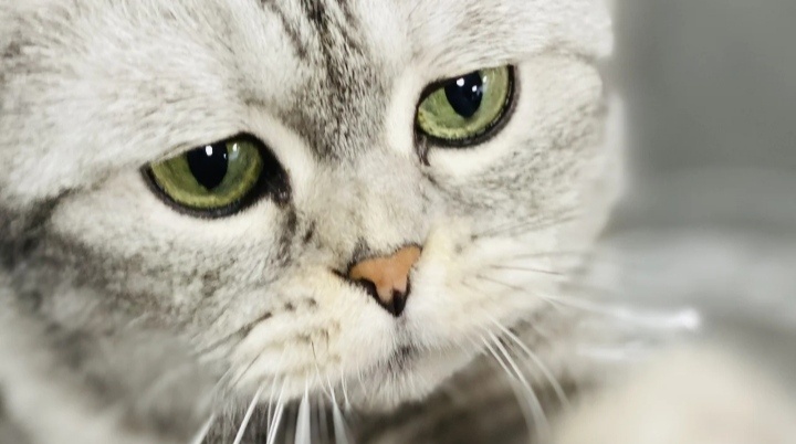 Как чуткие и внимательные владельцы мы чувствуем, что знаем свою кошку лучше всех. И правда, кому как ни нам знать о ее поведении, привычках и особенностях.