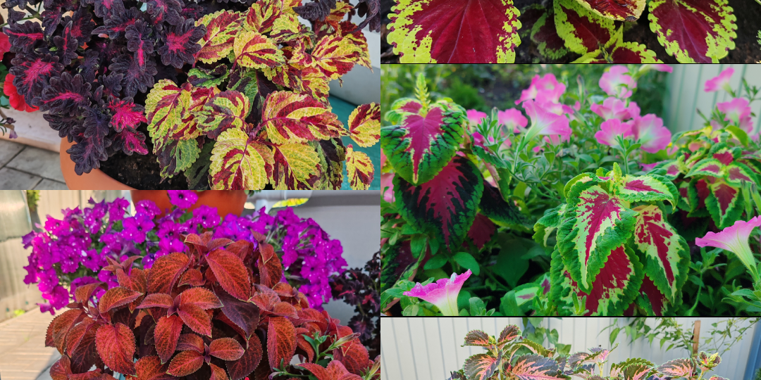 Колеусы на подоконнике: от черенка до шикарного куста