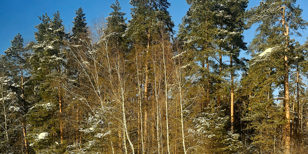 Спящая красавица под снегом: Почему агроном не спит, когда природа отдыхает