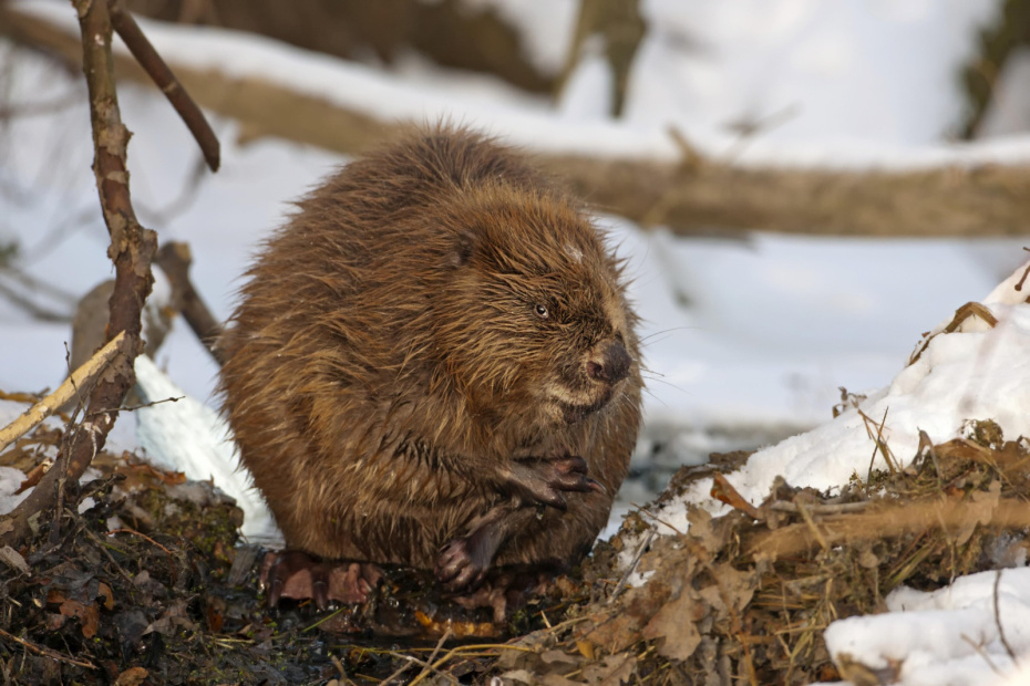    Thomas Hinsche/imageBROKER.com/Global Look Press