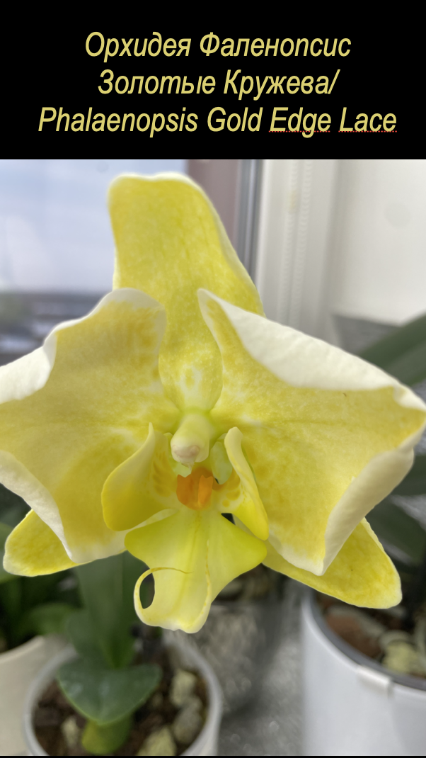 Орхидеи фаленопсис Золотые Кружева / Phalaenopsis Gold Edge Lace. Первое цветение. Орхидеи С Еленой Кузнецовой