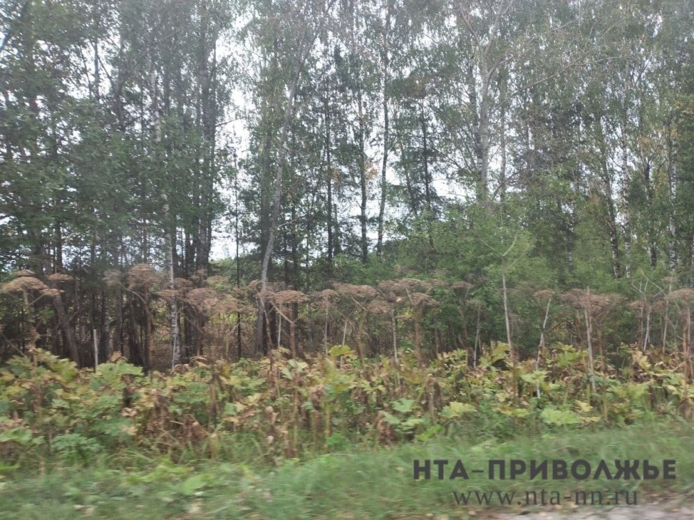    Штрафы за борщевик вводят в Нижегородской области