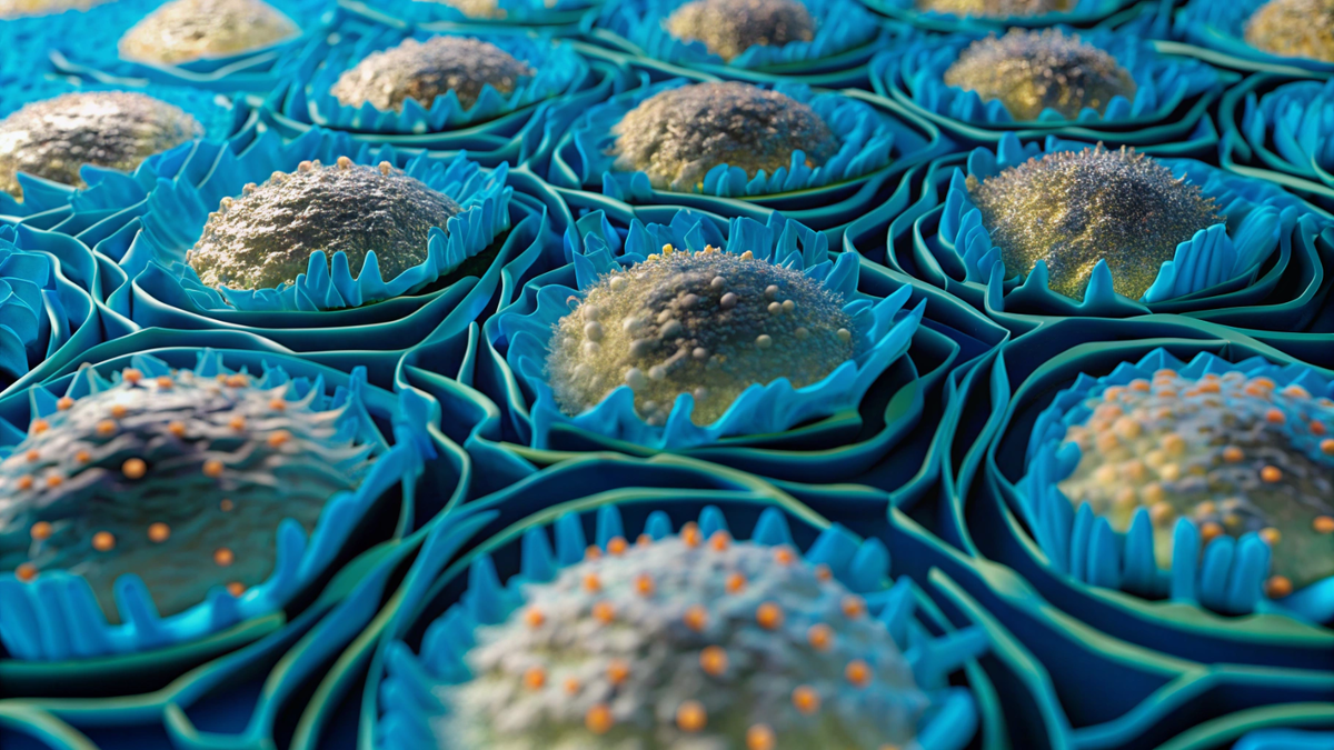    Ученые из Университет Джонса Хопкинса вырастили органоиды сетчатки и раскрыли механизм формирования острого зрения