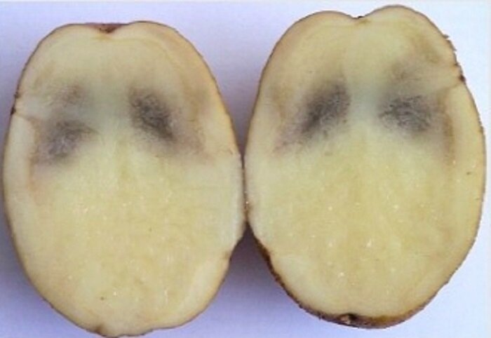 Картошка, почерневшая при хранении
