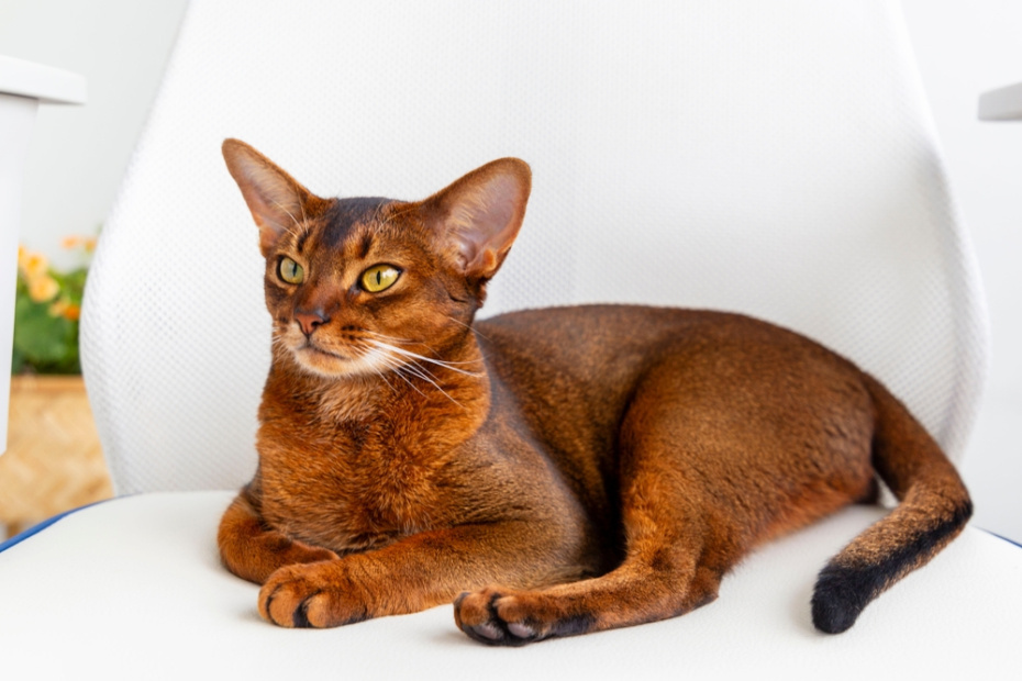    Shutterstock/FOTODOM