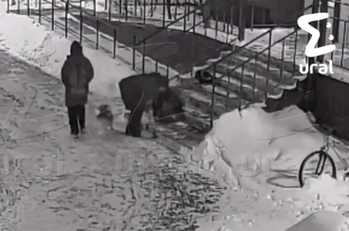    В одном из ЖК Тюмени хозяйка жестоко избила свою собаку