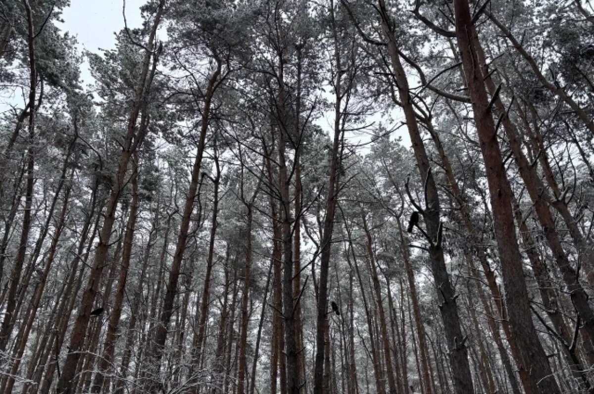    В Коми возбудили уголовное дело о незаконной рубке леса на 74 тыс. руб.