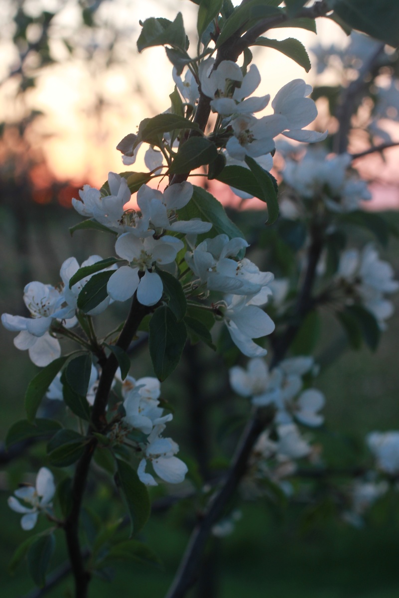 Цветение Яблони Китайка "Керр"