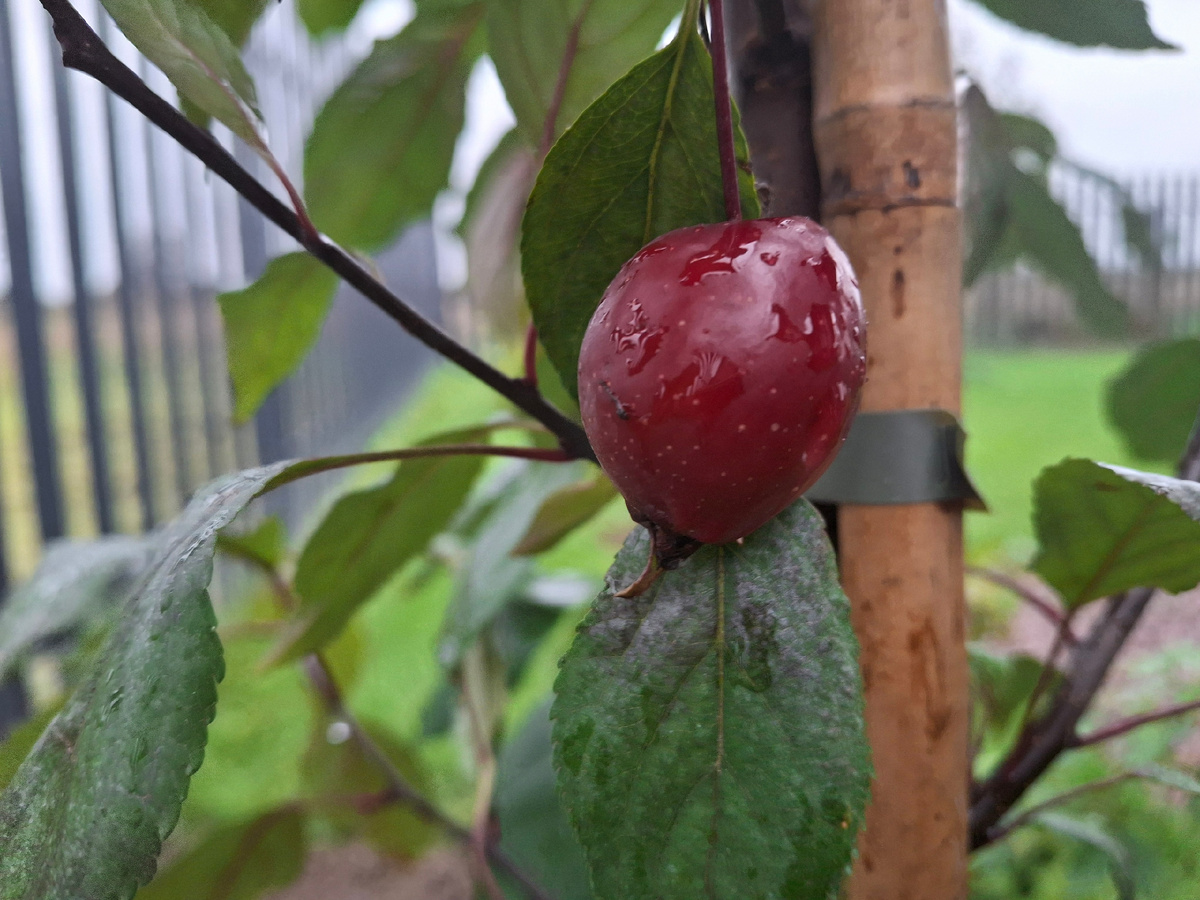 Яблоня декоративная (Крэб) "Ред Обелиск"