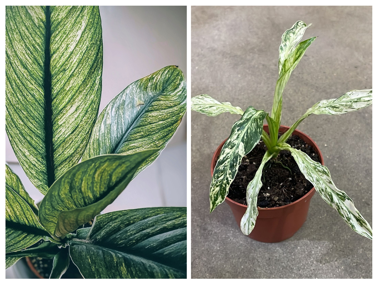 Два растения при покупке 