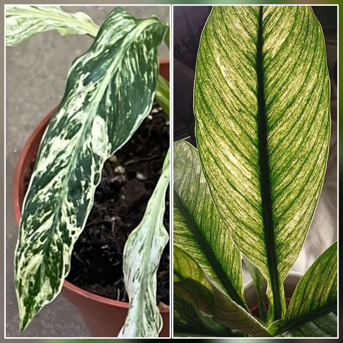 сравнение рисунка листьев