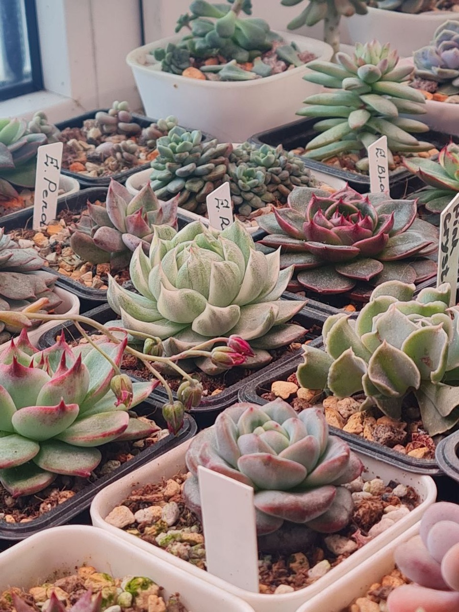 Sunny kid | Succulent