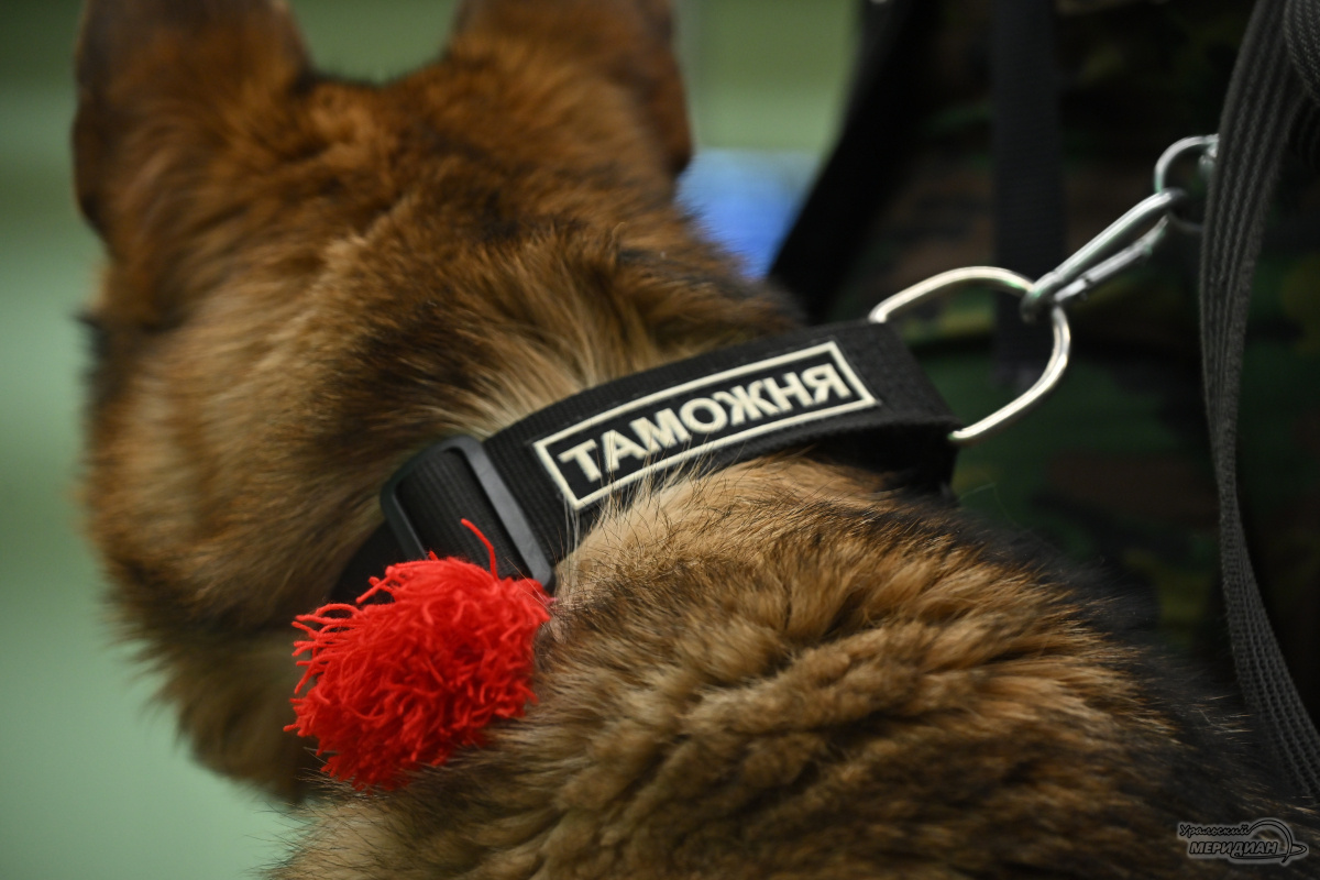    Фото: Анастасия Сибирякова © ИА «Уральский меридиан»