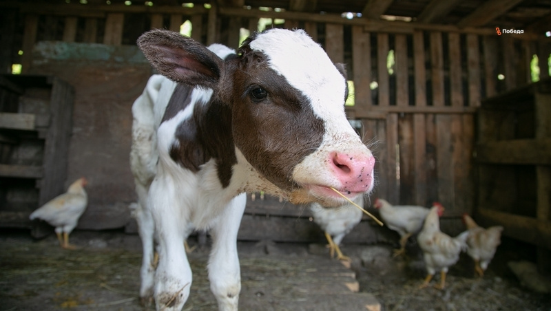    Молочное скотоводство развивают на Ставрополье Фото: Валерия Алтухова / / ИА «Победа26»
