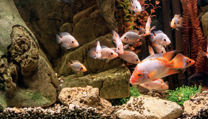 Какие гроты выбрать для аквариума?