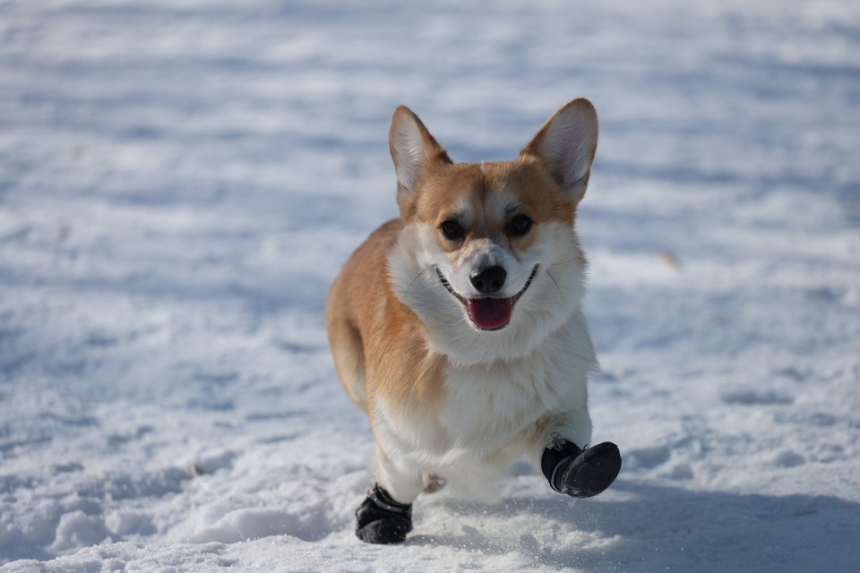    Владельцы корги встречаются на главную вечеринку раз в год в феврале. Фото: Дмитрий Пушкарев