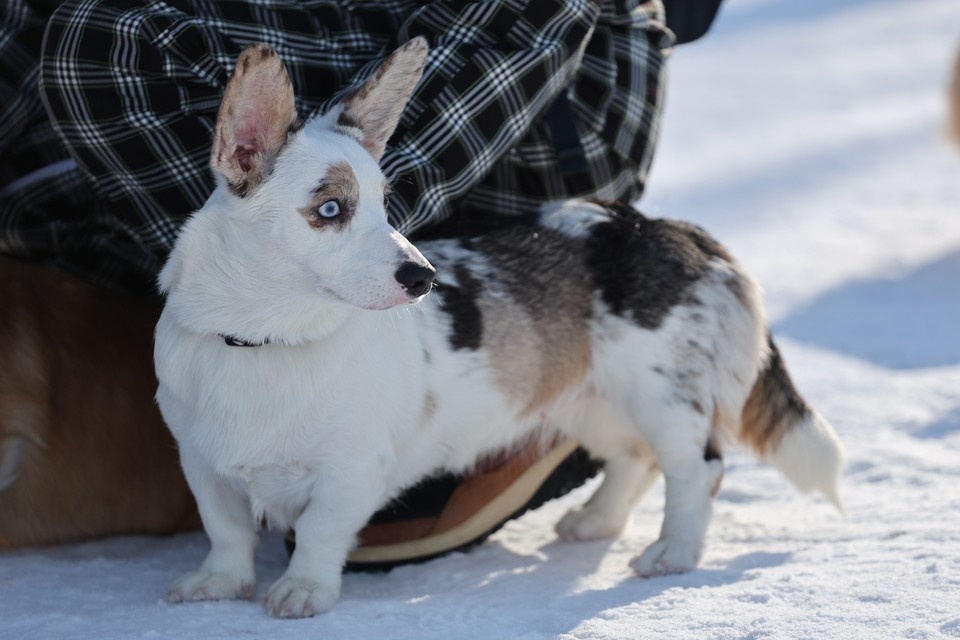    Корги-тусовка в Барнауле 2026. Фото: Дмитрий Пушкарев