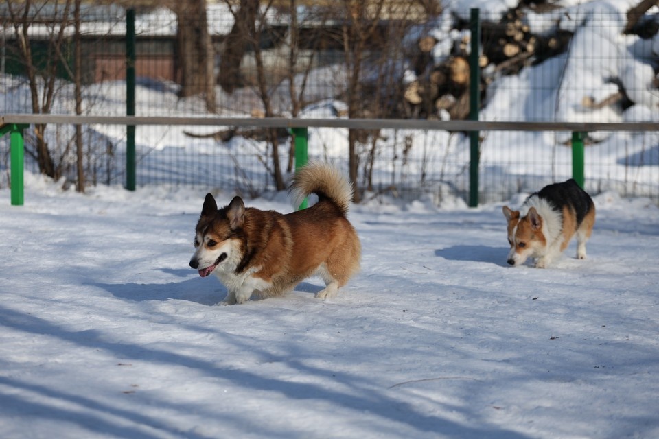    Корги-тусовка в Барнауле 2026. Фото: Дмитрий Пушкарев