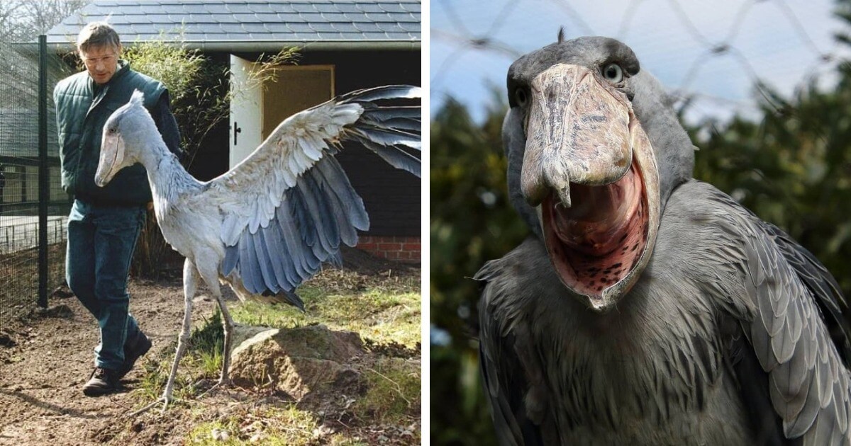    bigmeat / Любители птиц