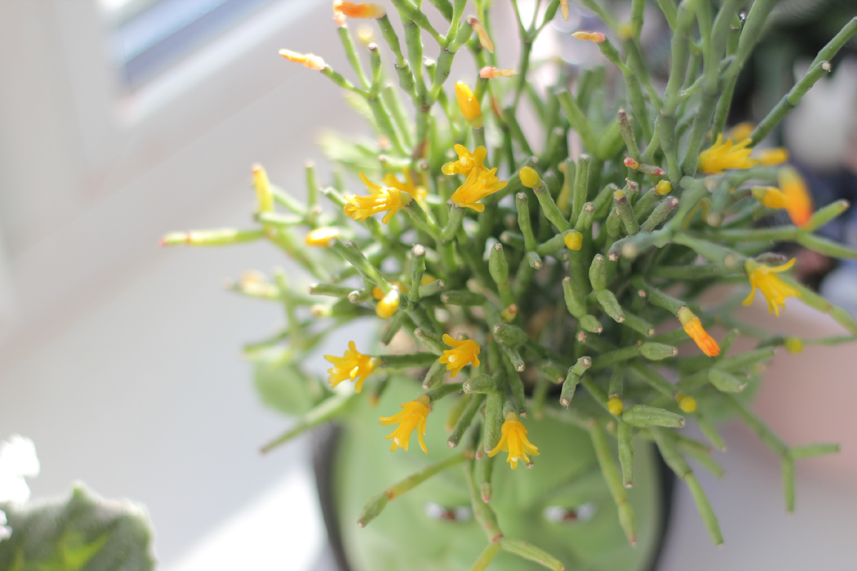 Красавица хатиора