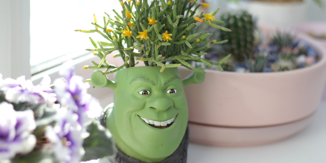 За каким цветком не ухаживаю, а он цветет уже 3-й месяц