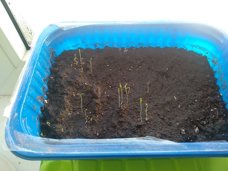 Всходы корневого сельдерея Пражский гигант