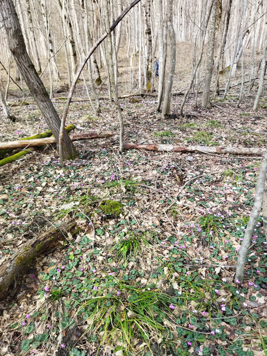 Под пологом леса море цикламенов.