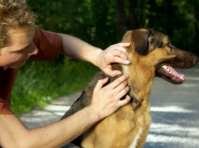 В последние несколько лет, ветеринарные врачи вместе с хозяевами собак сталкиваются с различными заболеваниями, которые передаются четвероногим друзьям клещами. Бабезиоз, эрлихиоз, анаплазмоз – вот лишь малая толика тяжело протекающих заболеваний, которые передаются клещами.
