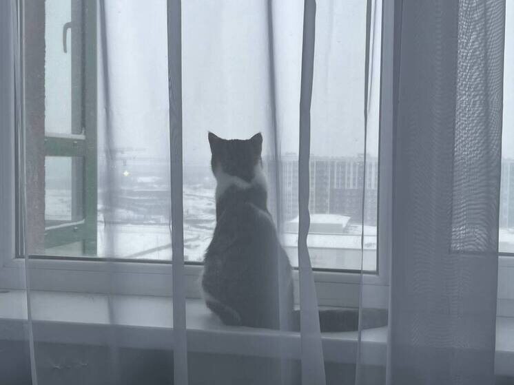     Если вам удалось обеспечить круглосуточное нахождение кошки в доме, риски заражения никуда не исчезают. Фото: архив МК в Питере