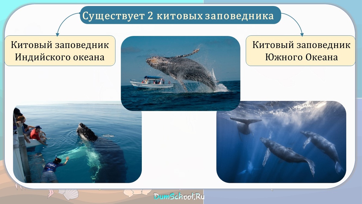 Всемирный день китов.